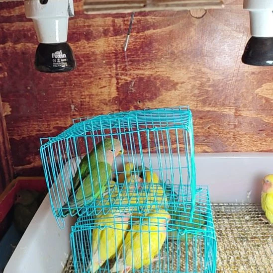 虎皮鹦鹉牡丹鹦鹉鹦鹉1只