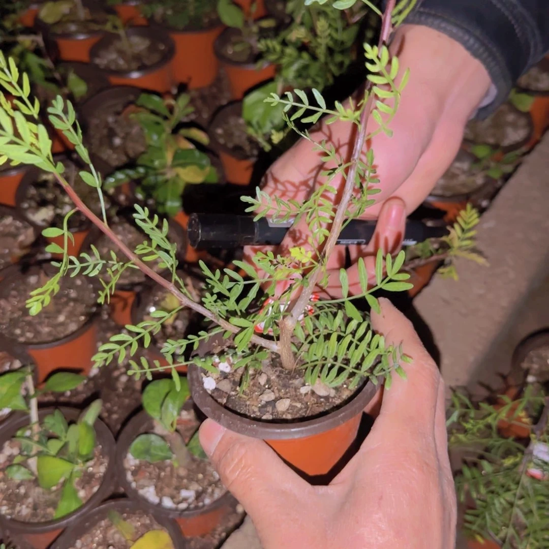 p****块根植物块根植物