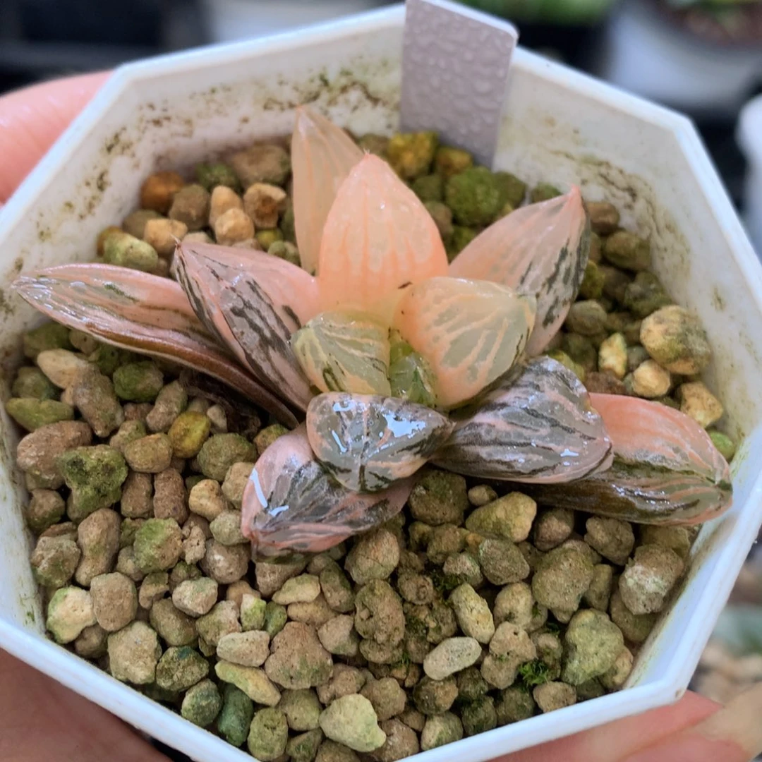 玉潭寿锦，带盆发货