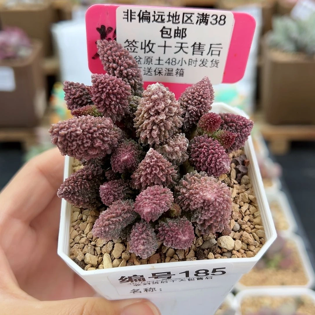 185朱紫玉多肉植物