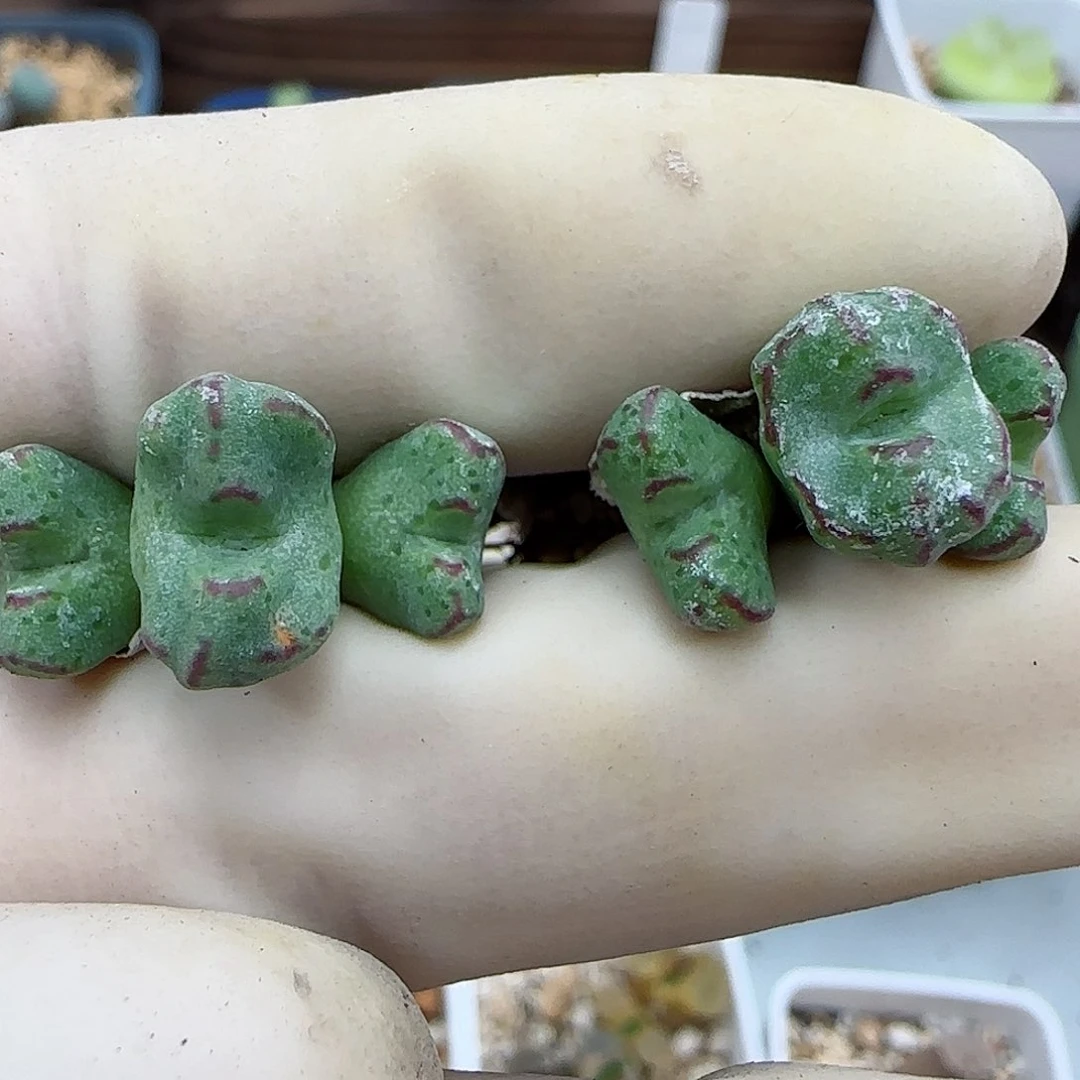 807平头斑马福利