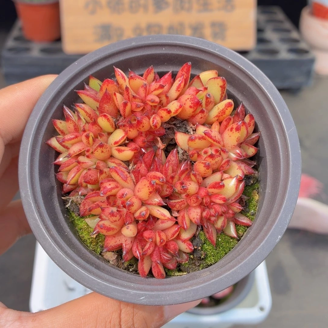 虎鲸缀化多肉9.9包邮发货