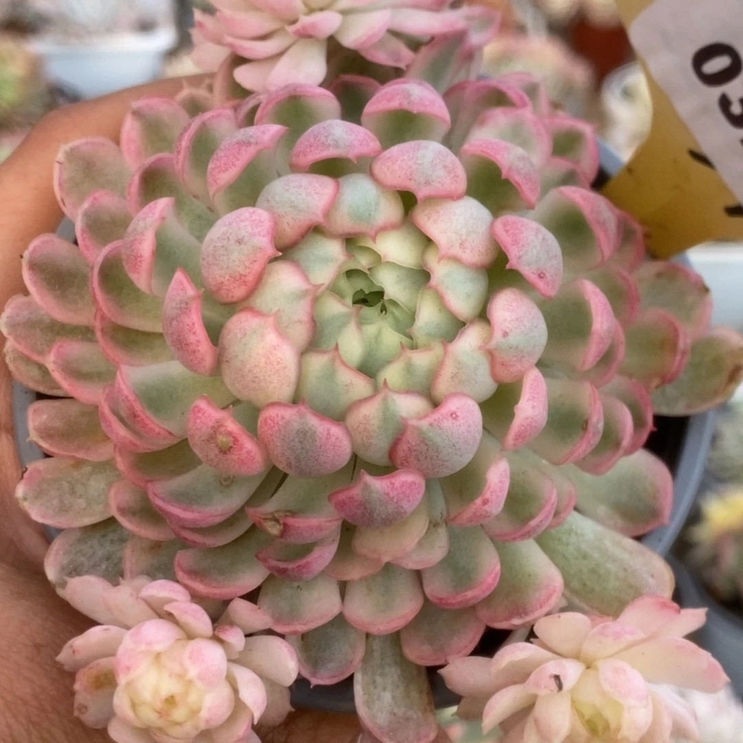 327梦幻仙子座锦锦锦锦锦