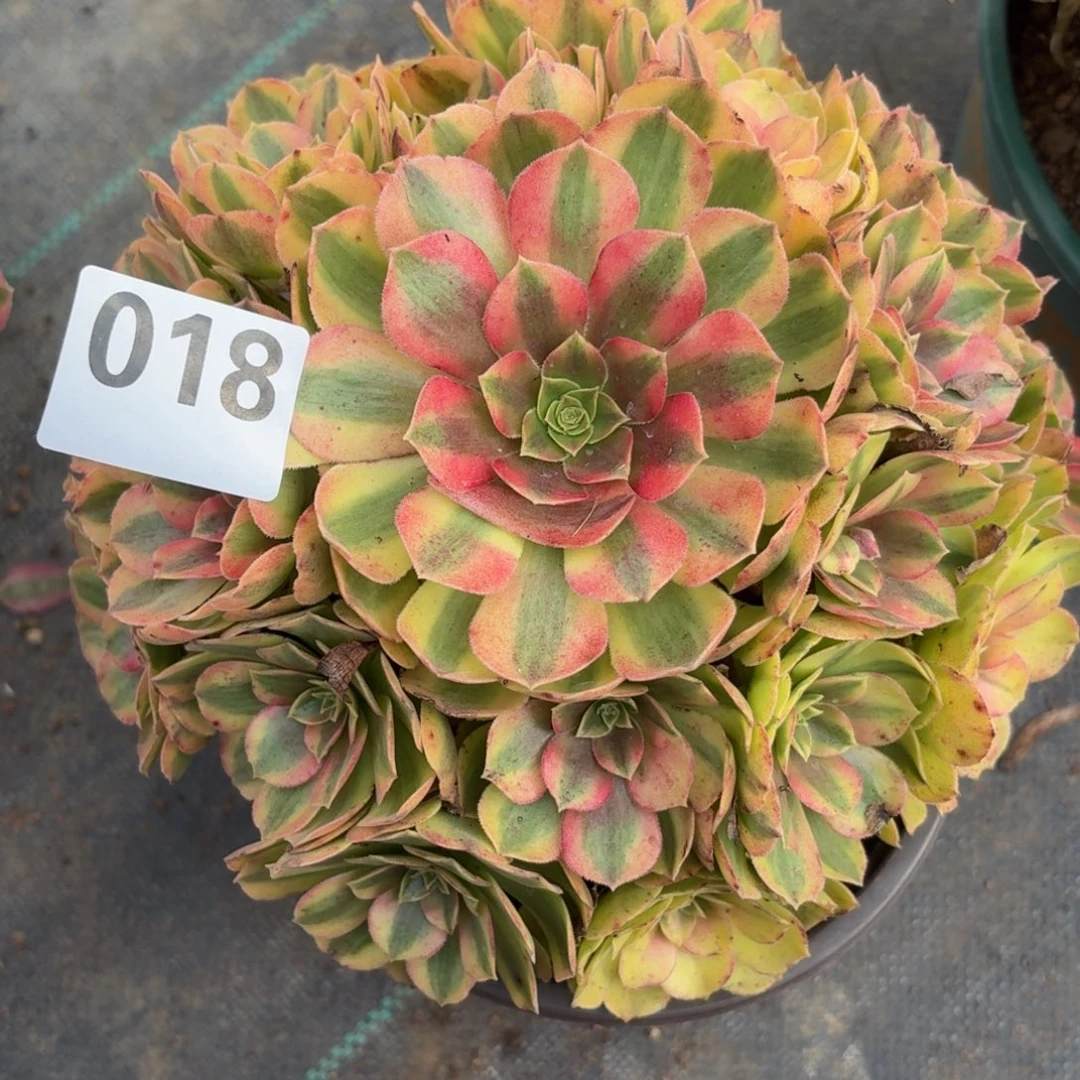 018雨河多肉植物开播福利