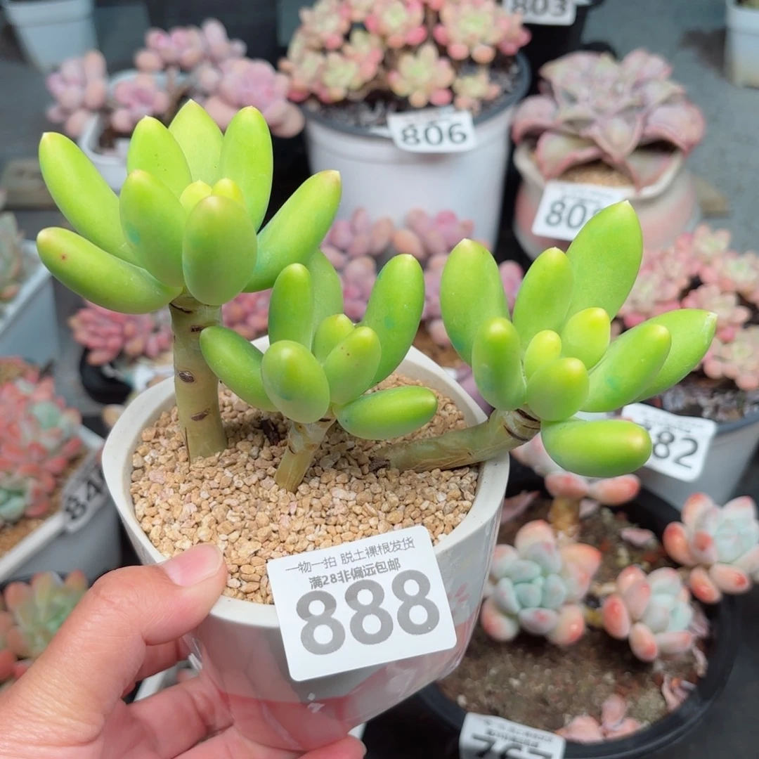 金蟾3头无盆土发货