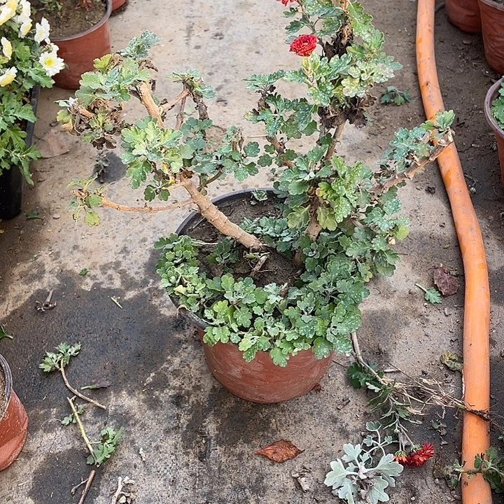 l***g38菊花计划经济菊花