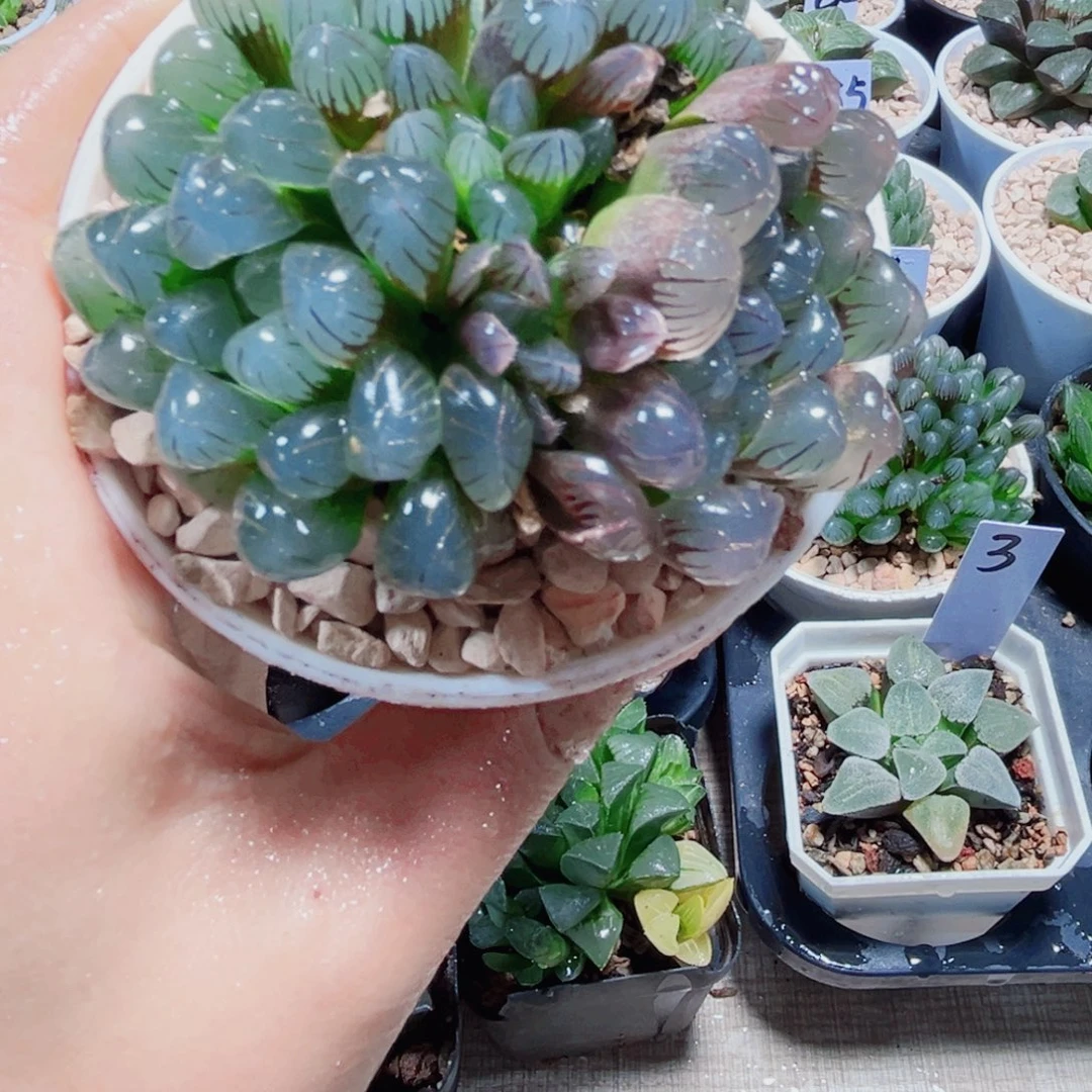 彩虹冰灯多肉植物6666