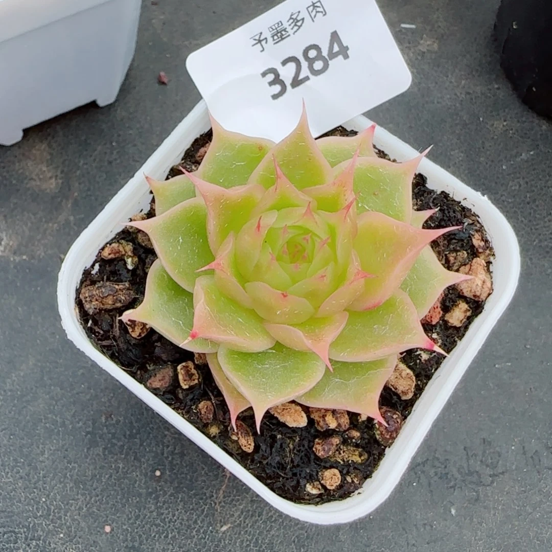 荧光海胆珍妮，3284多肉植物