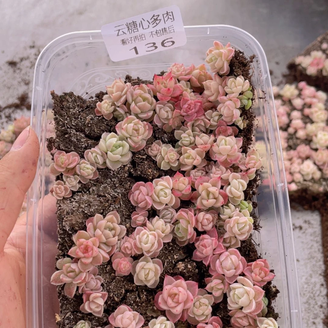 云糖心多肉植物136