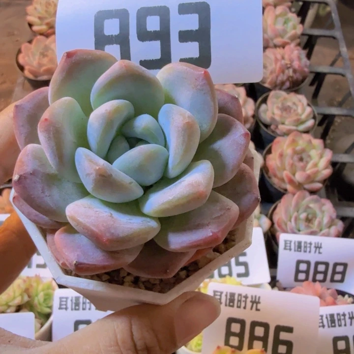 893.qqqqqqqqwwwwwqw