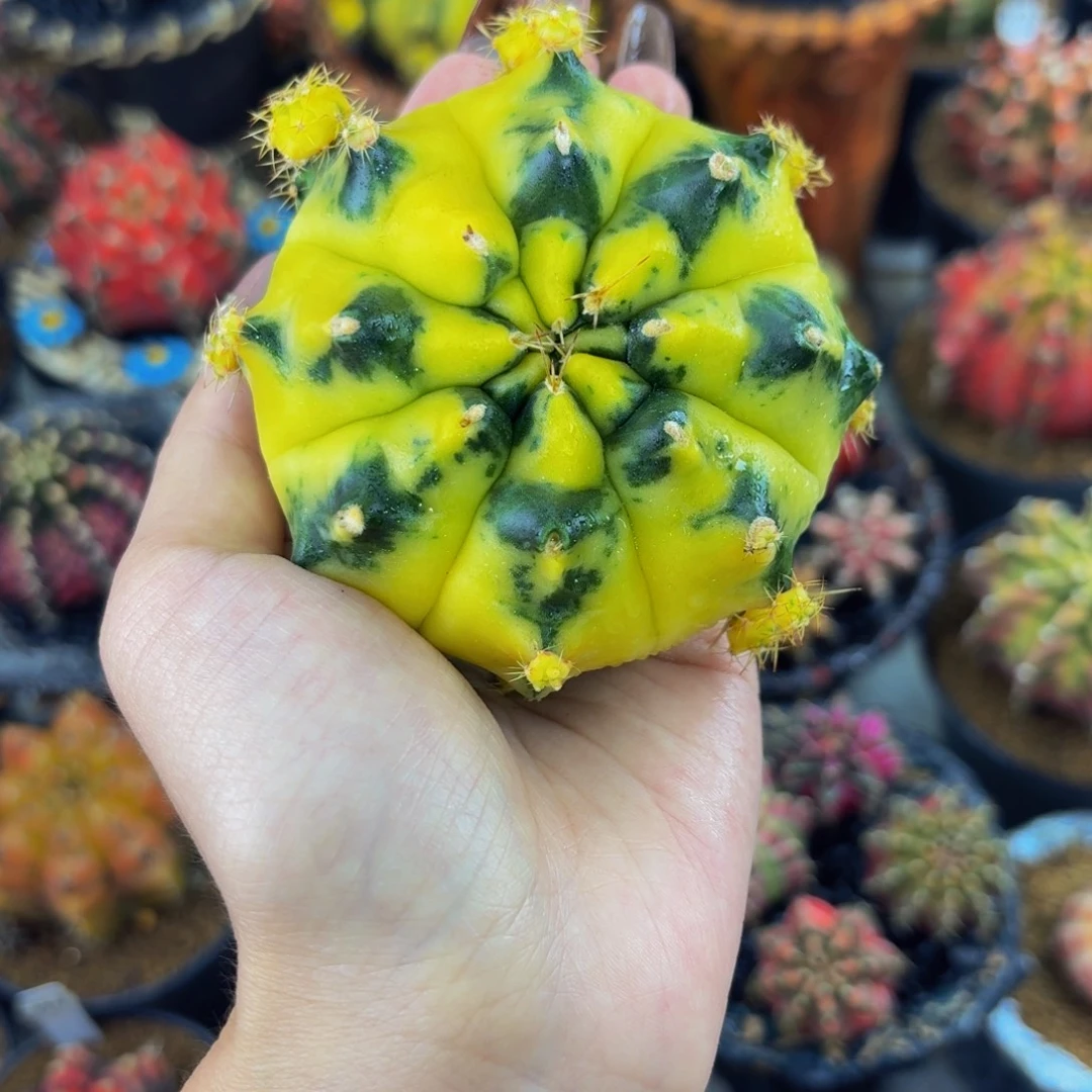 米哈星球00000000000000201