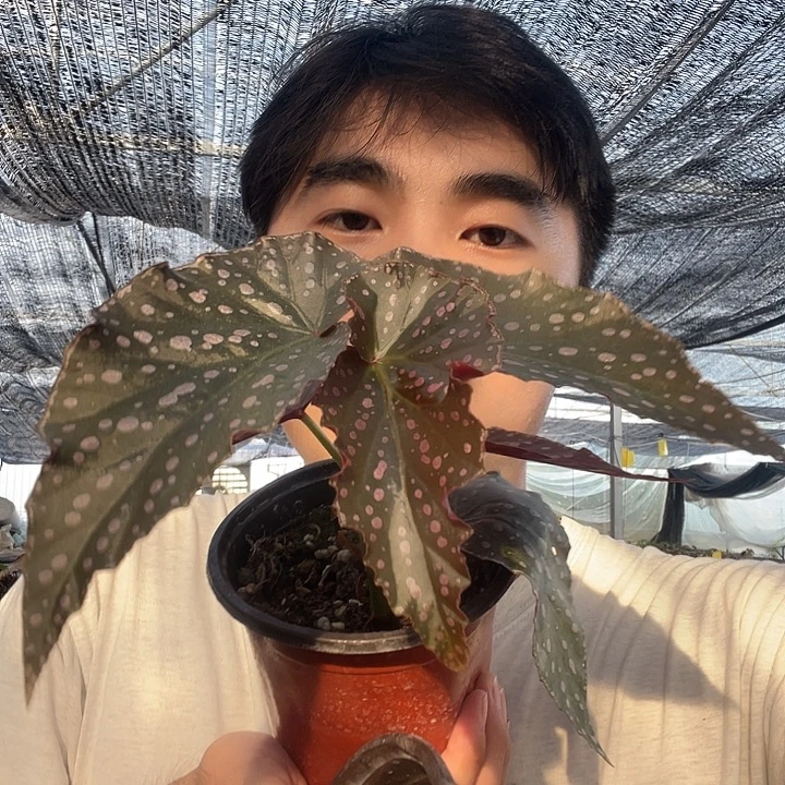 完全开放雪玲儿秋海棠120