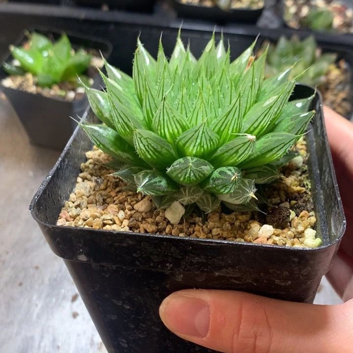 原始种玉露锦一物一拍