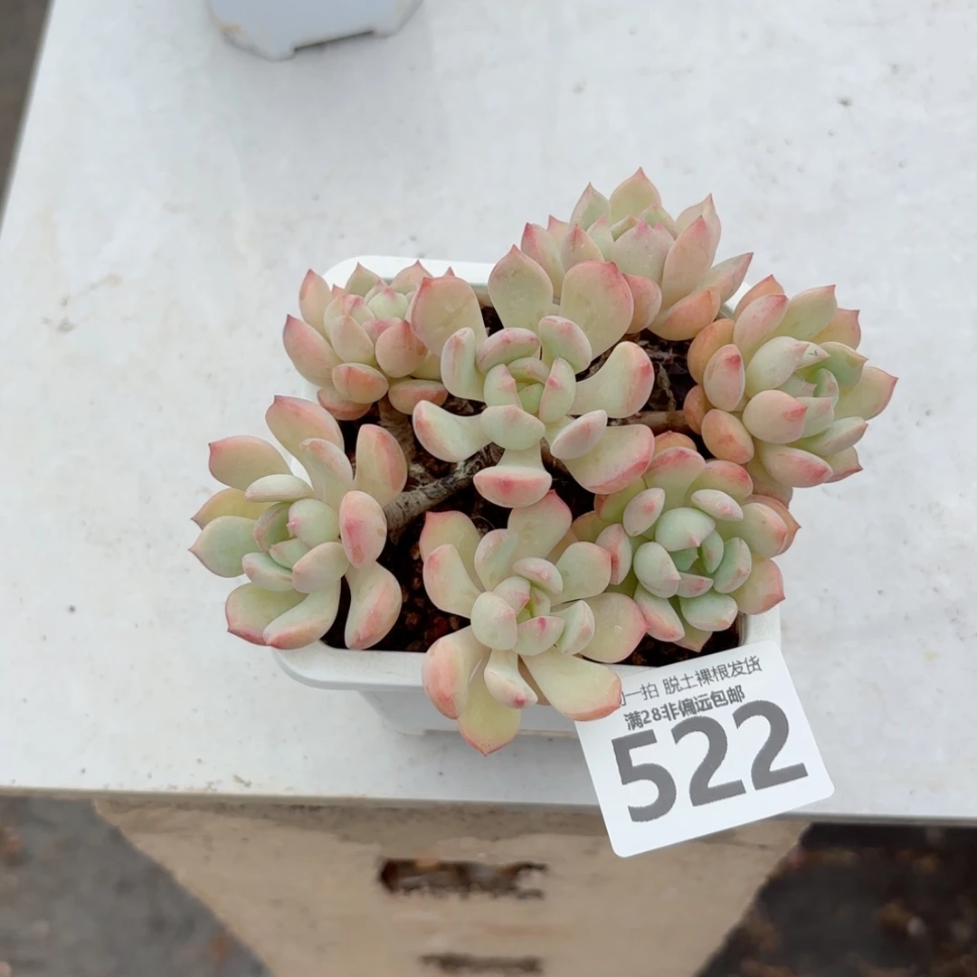 蜜桃格林老桩无盆土发货
