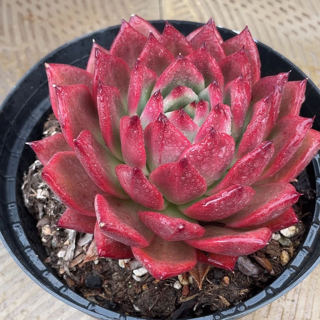 多肉红钻一物一拍