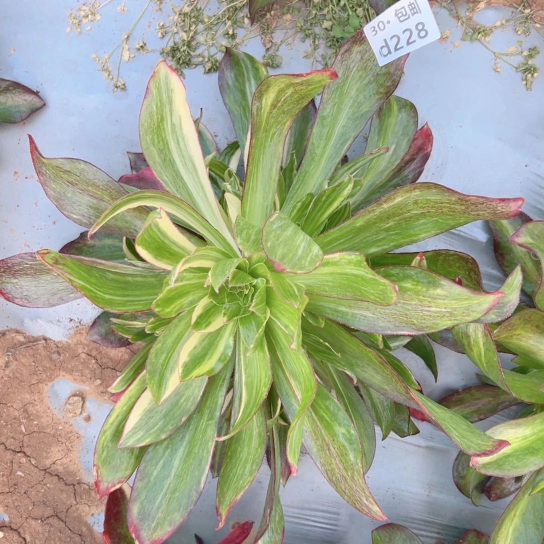 原****?228 魅影七彩多肉法师