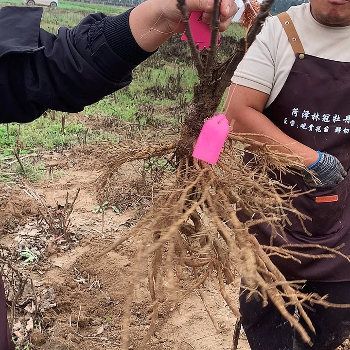 兰***歌当前无花朵，栽培后可花朵岛锦61