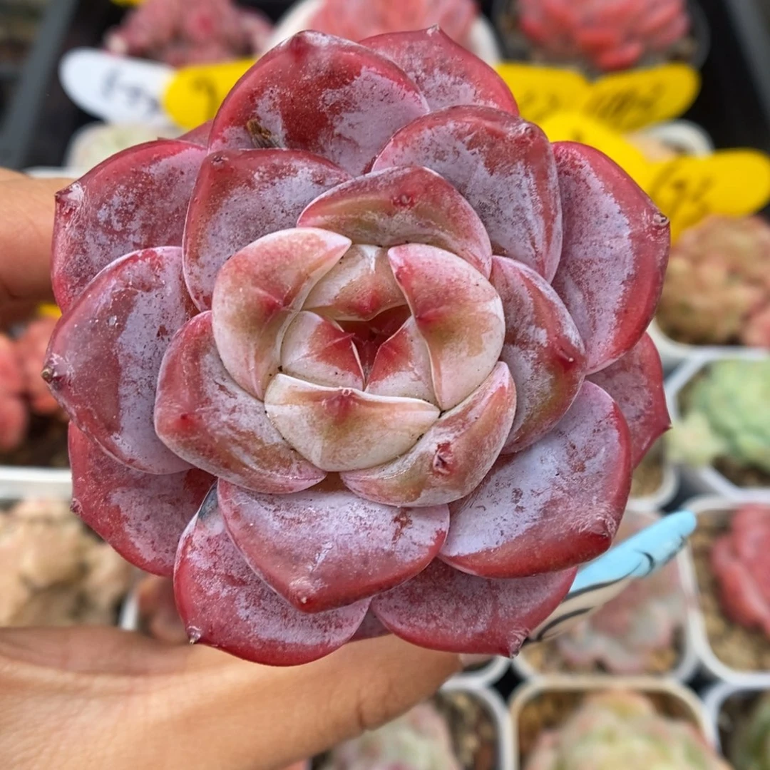 星河可拍5581号。