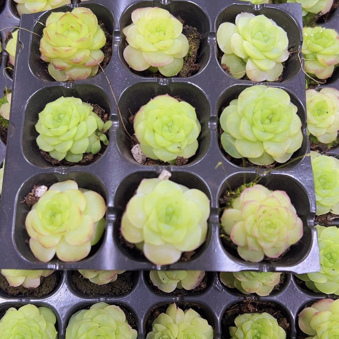 穴盘化水色麦秆9颗带盘19包邮多肉