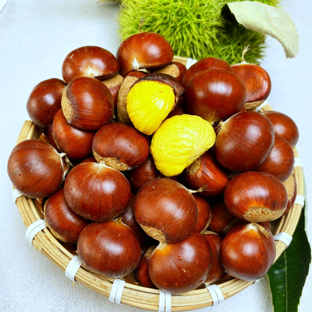 燕山2025新下树新鲜板栗农家自种栗子鲜甜软糯52粒左右/斤