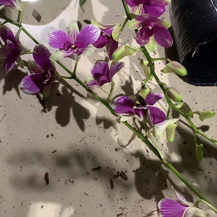 完全开放变色兔莉莉大小2苗裸根发货花叶不包损