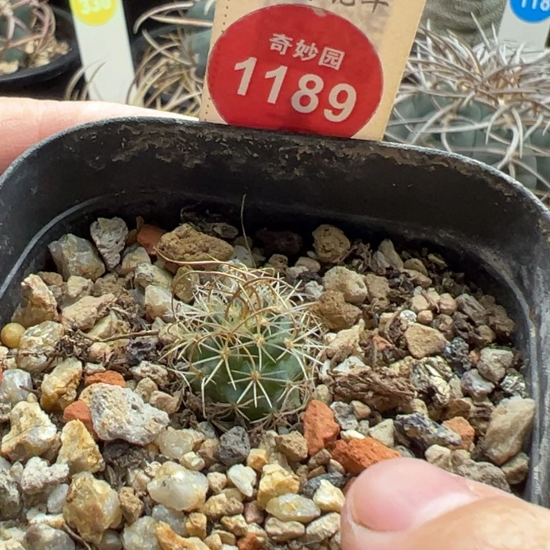 实生草刺娇丽一棵仙人球