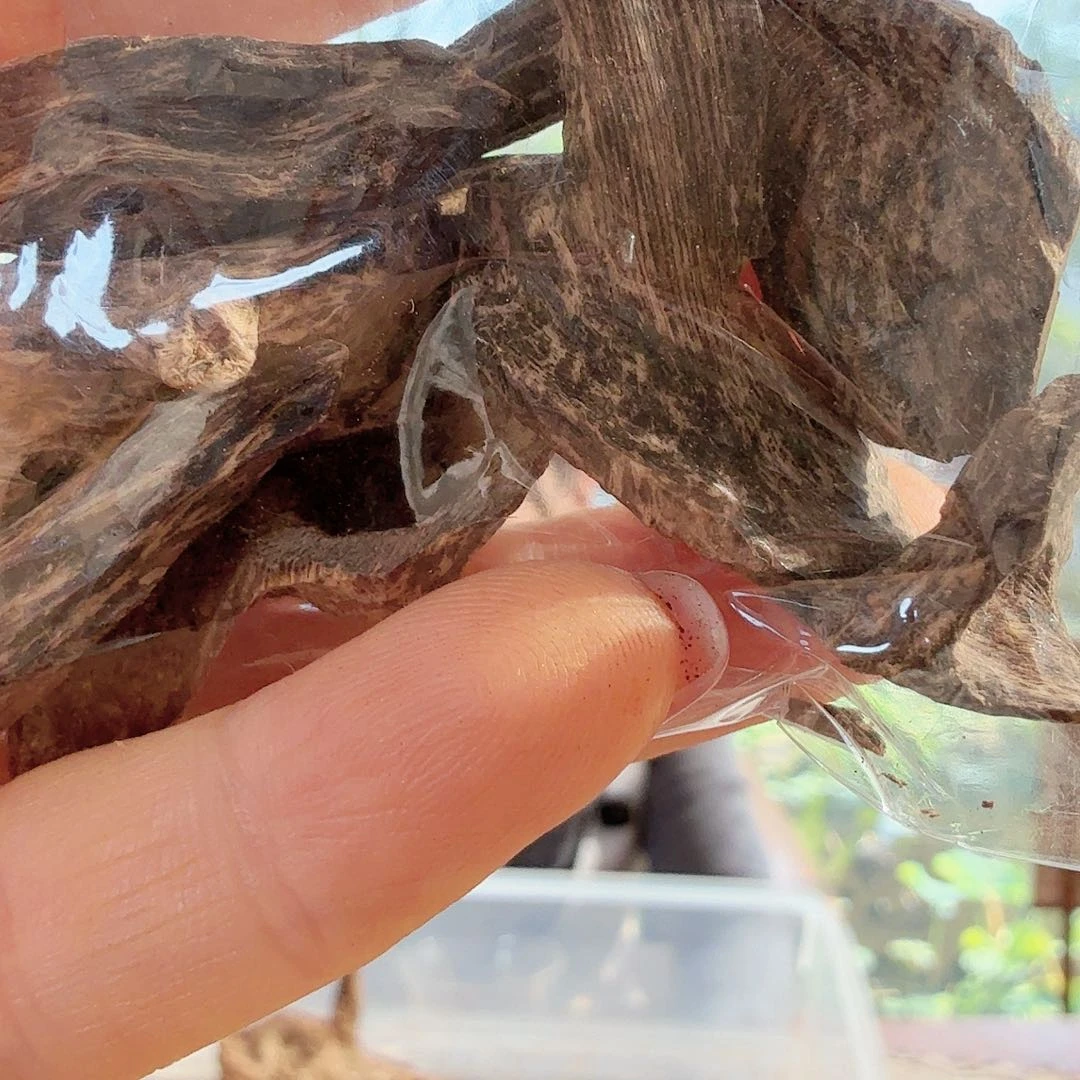 越南柬埔寨沉水原料清*