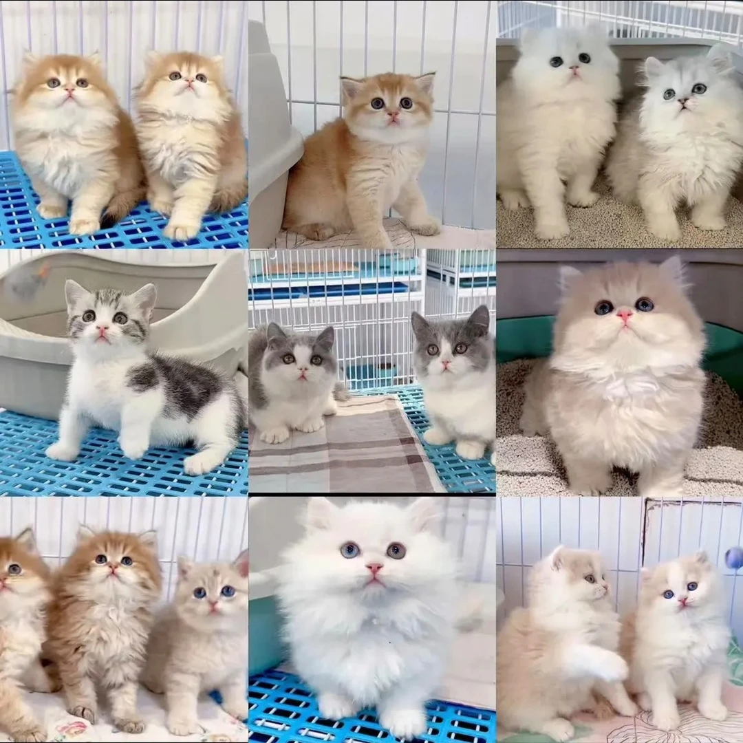 （霞润）精品猫咪  活体链接（一物一拍）