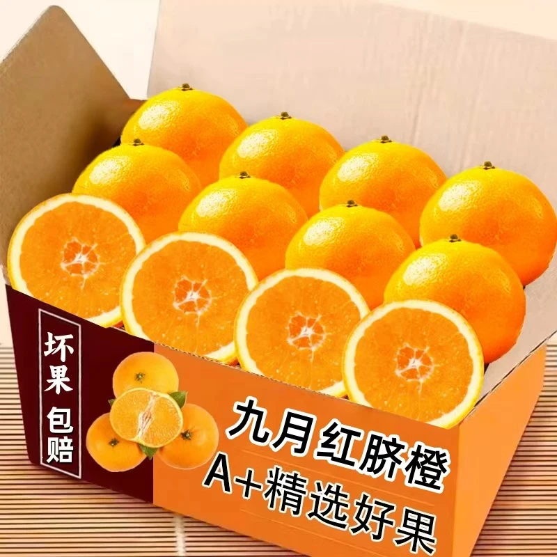 边塞果园九月红秭归现摘脐橙新鲜当季热卖水果产地直发整箱包邮