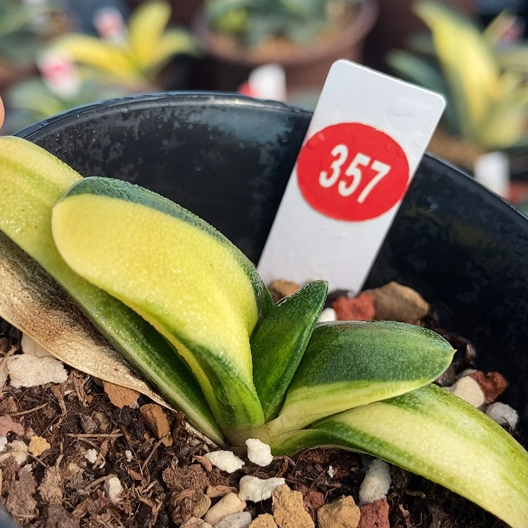 花***虫357达摩春英带盆发货