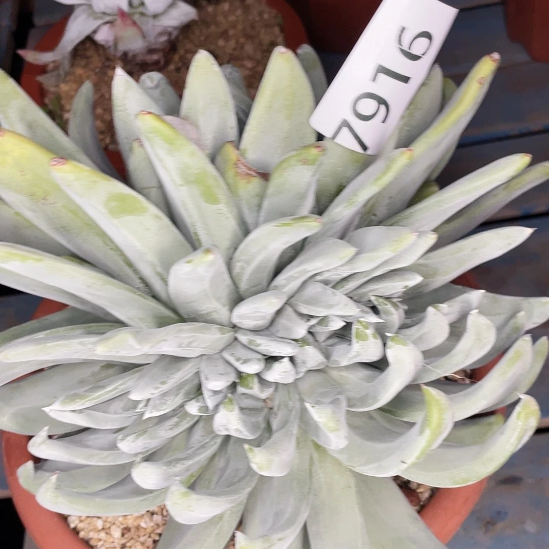 双缀化苹果叶杂红拇指7916