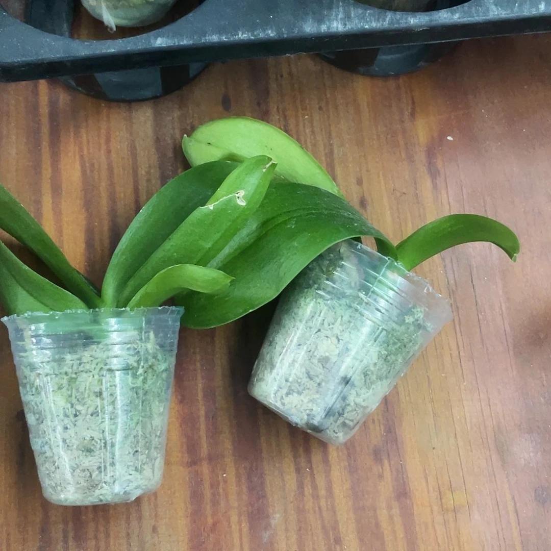 当前无花栽培后可以开花素*瑕疵美杜莎