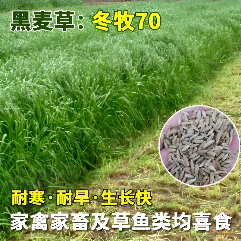 冬牧70黑麦草宽叶牧草种籽养牛草种猪牛羊鸡鸭鹅鱼兔高产冬天牧草