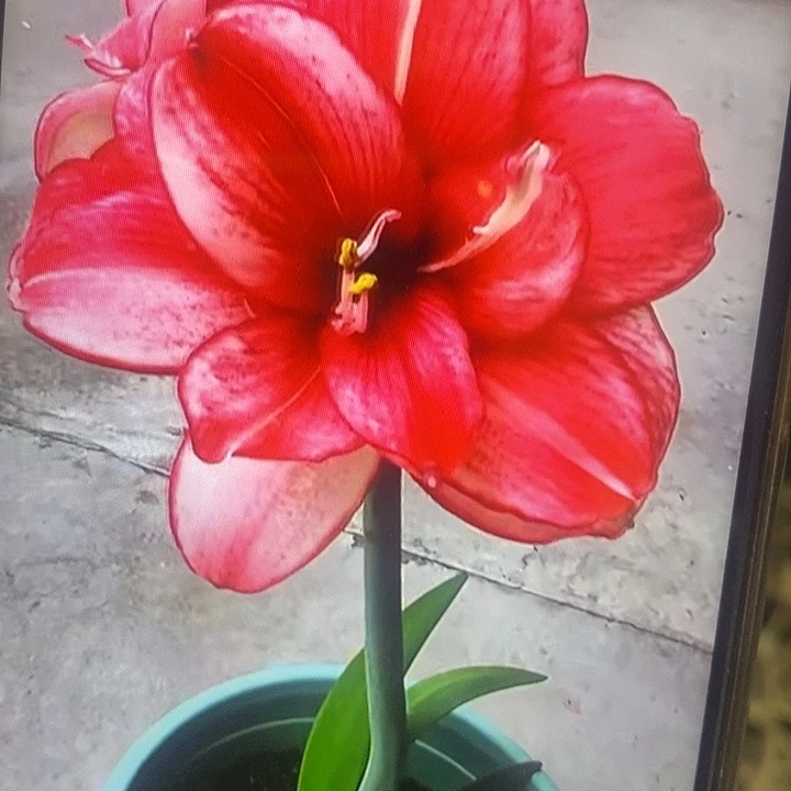 伊迪丝朱顶红4.5