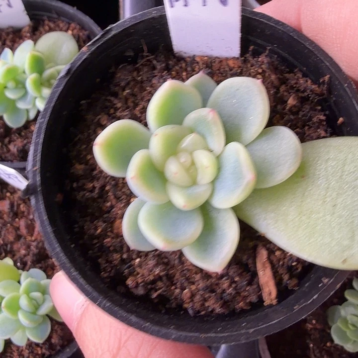 青柠5公分盆口哈哈哈哈