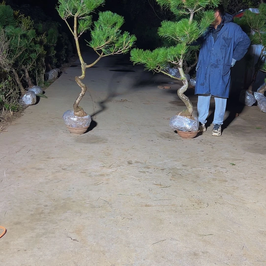无花朵范88888888888888