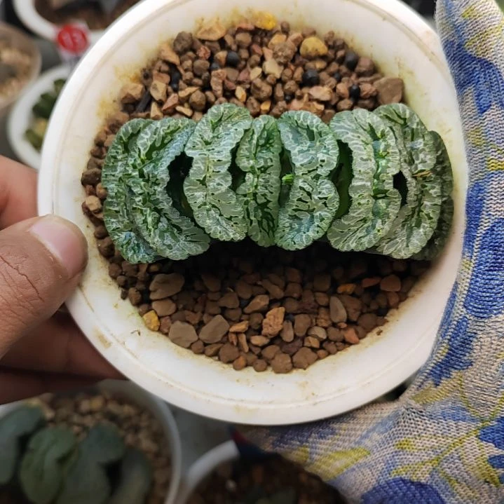 多**剧玄武玉扇 一物一拍带盆