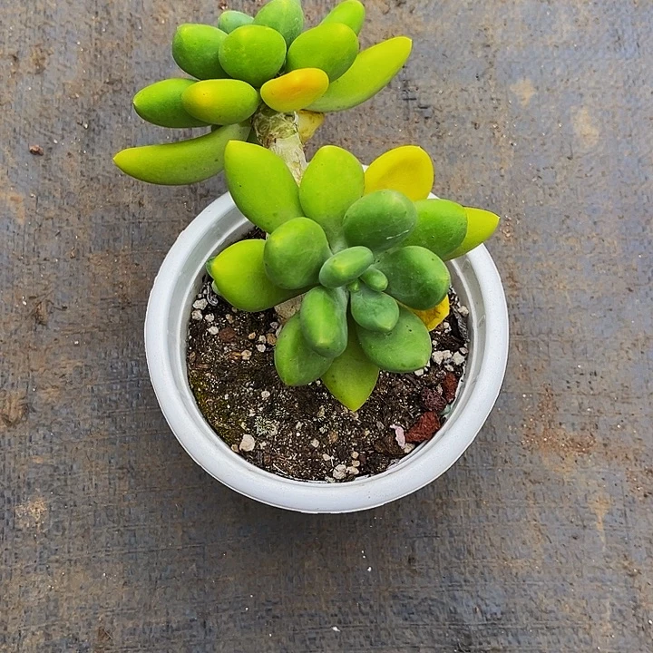 闪购老桩芒果奶1棵20