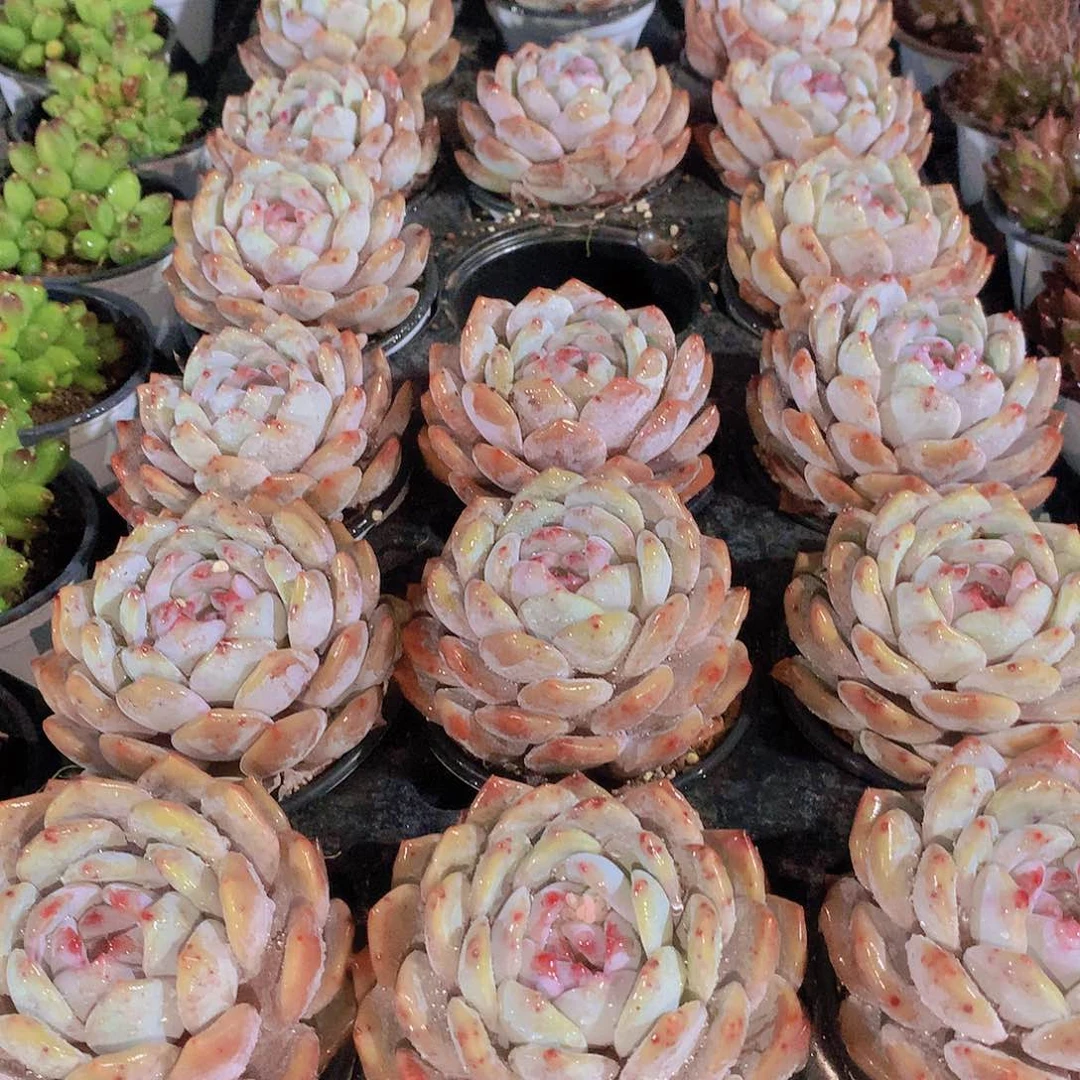 大天使橙34567899900000