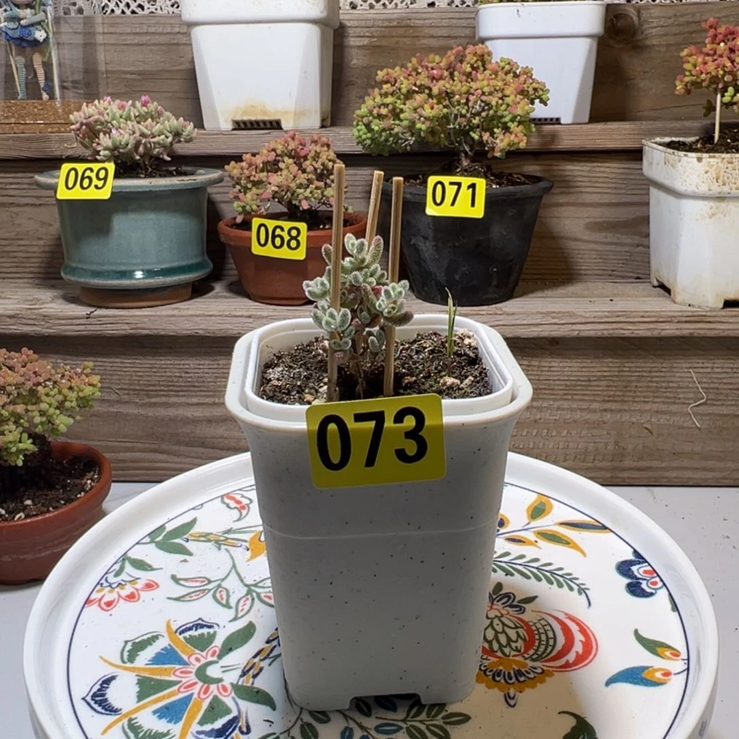 枝干番杏多肉植物073