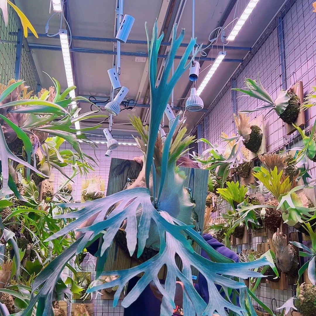 无花朵粉雪a51。