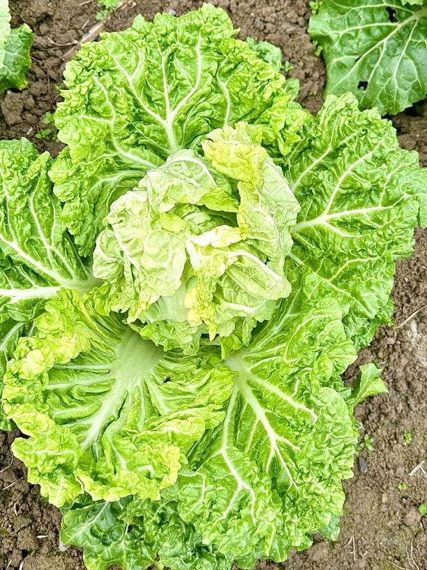 湘西农家露天5斤小白菜一颗 2-3斤