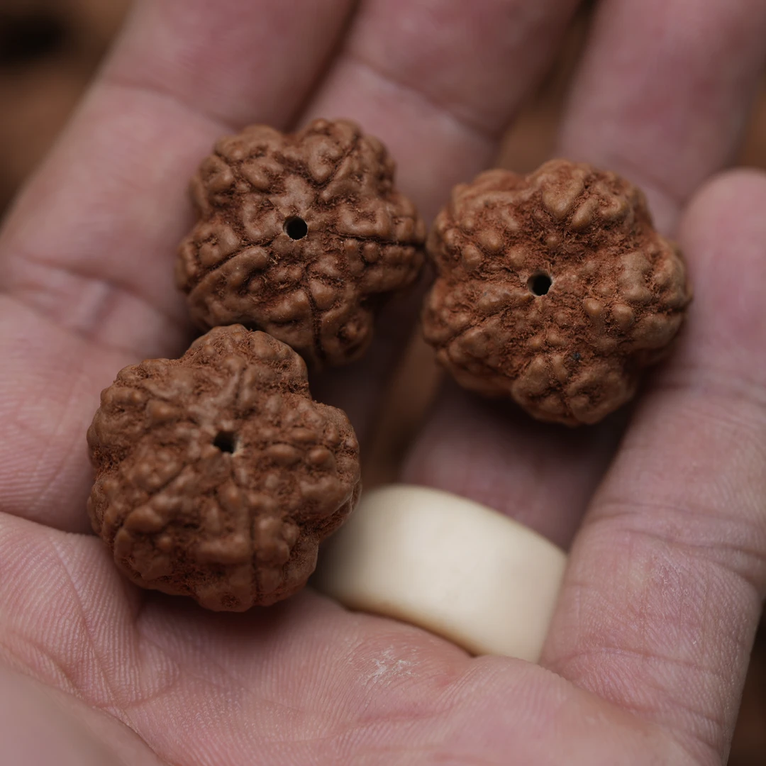 【绝情·帝王花】云顶级绝情帝王花小金刚单圈