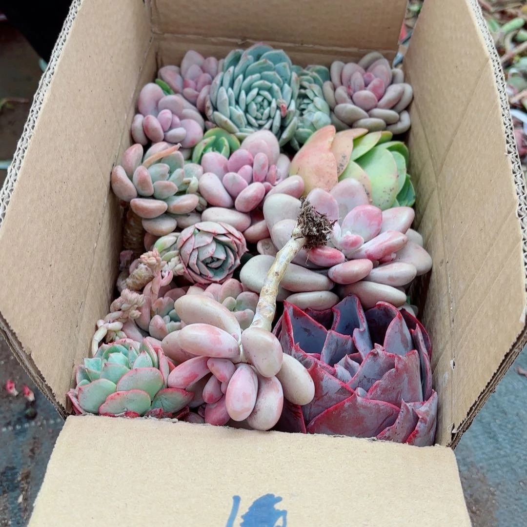 用****9杂断枝断头处理不售后1