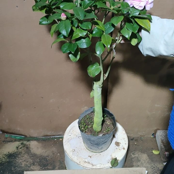 953乌马克，原盆原土发货，不包邮