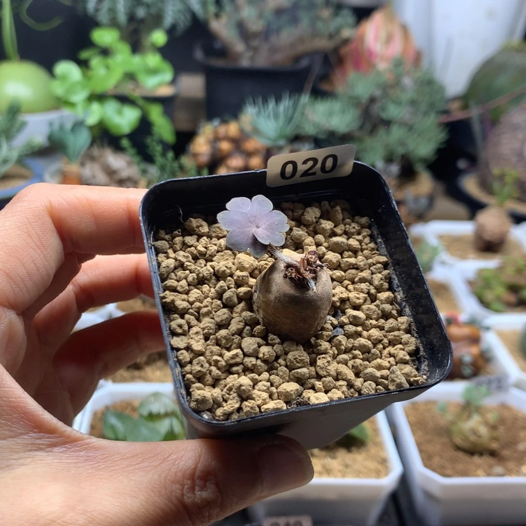 肾叶杨葵母本带盆020