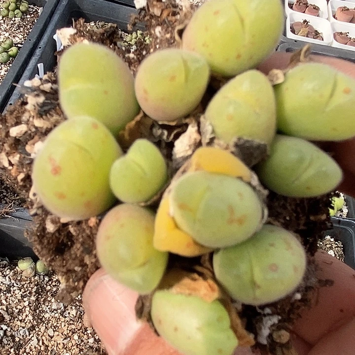 13675毛翠滴一颗