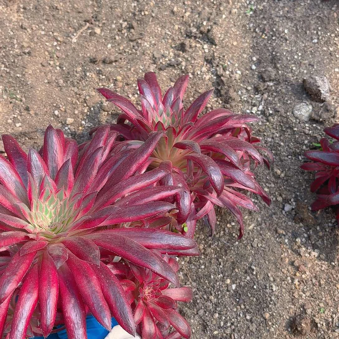 朱雀多肉植物三号两颗