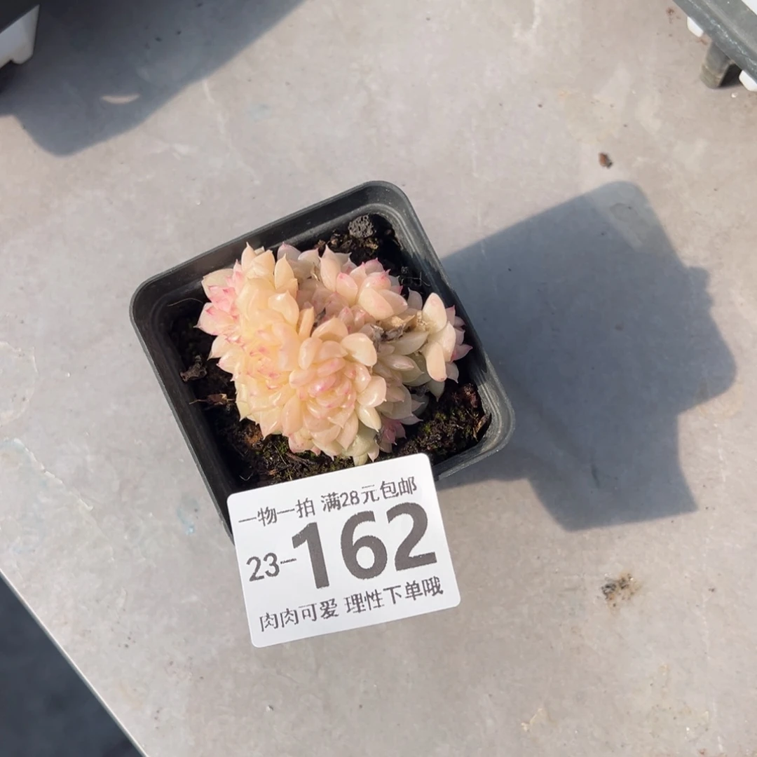 佩*麦秆多肉多肉多肉多肉