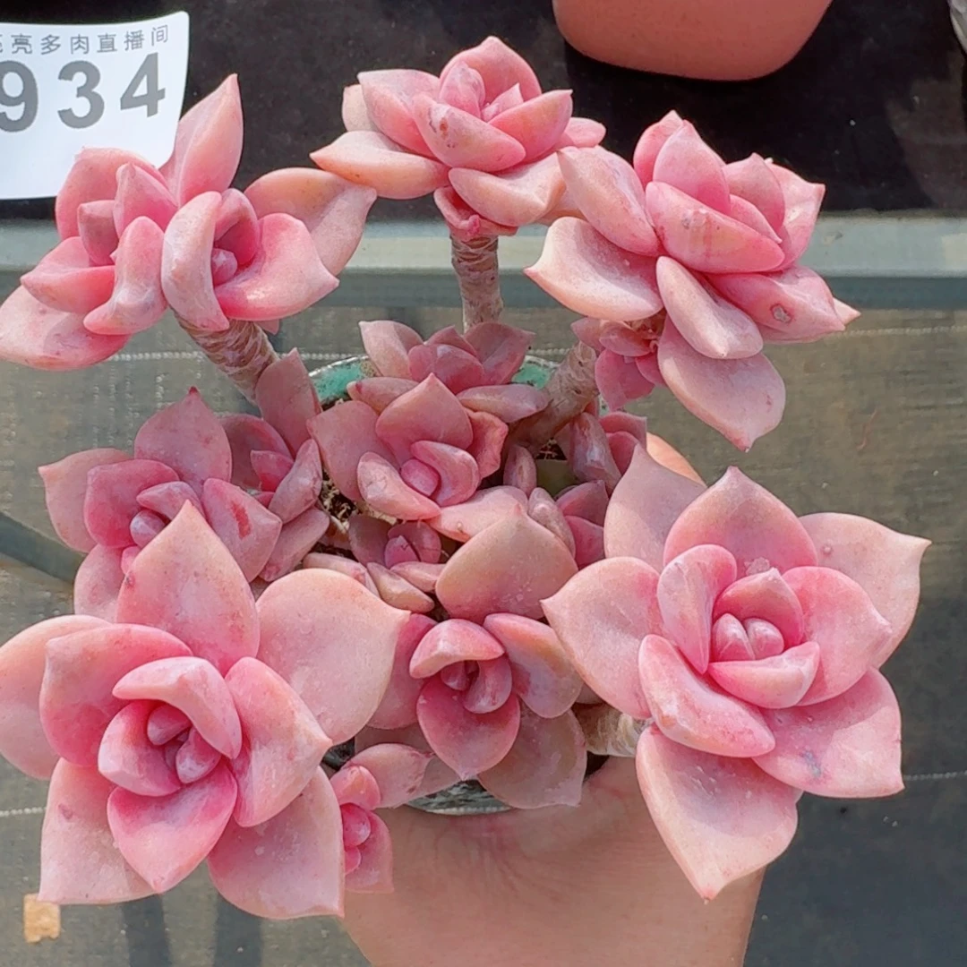 彩虹糖树桩      愿你一路坦途，乘风破浪展宏图